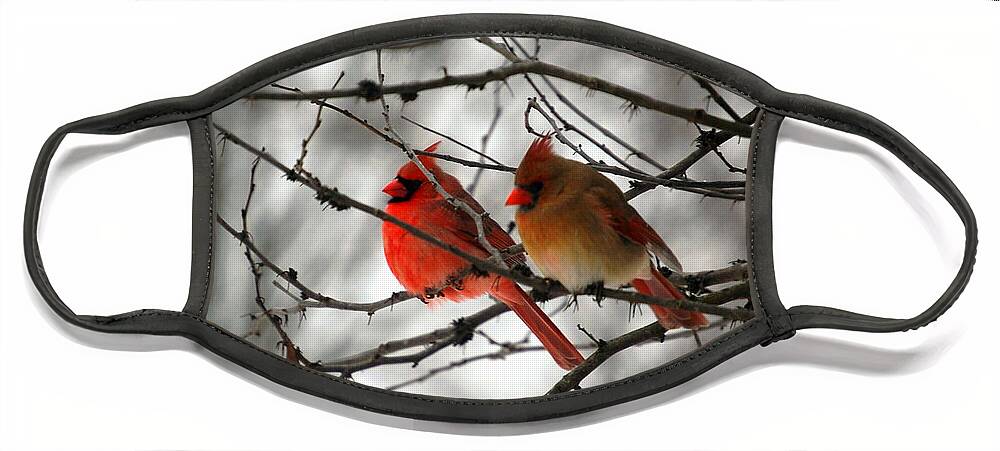 Cardinals Face Mask featuring the photograph True Love Cardinal by Peggy Franz