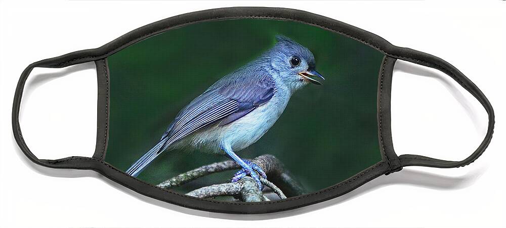 Bird Face Mask featuring the photograph Tufted Titmouse by Rodney Campbell