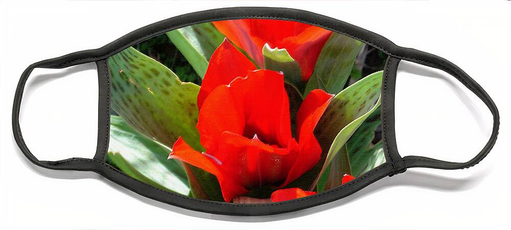 Tulips Face Mask featuring the photograph Tulip Flame by Steve Karol