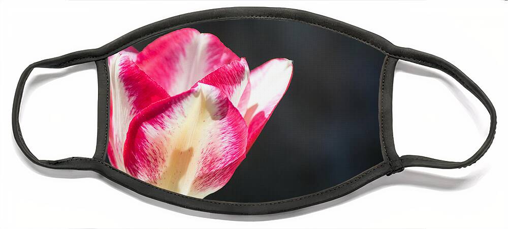 Tulip Face Mask featuring the photograph Tulip on Black by Photographic Arts And Design Studio