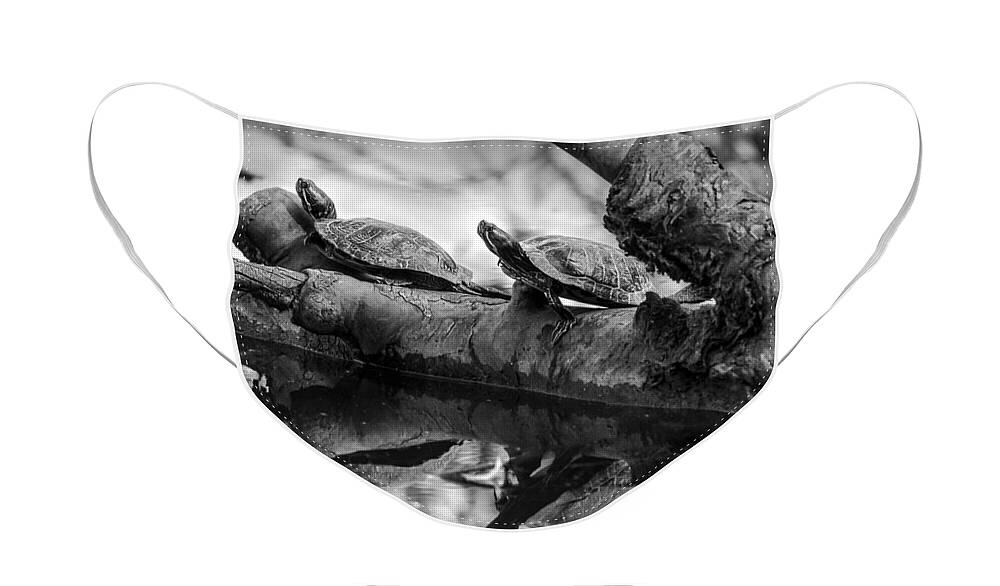Turtles Face Mask featuring the photograph Turtle BFFs BW By Denise Dube by Denise Dube