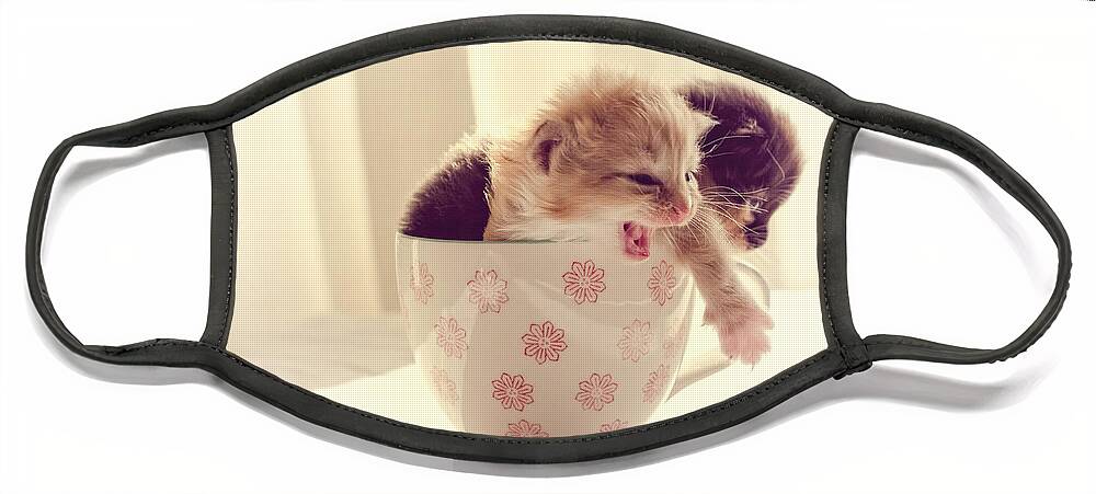 Two Face Mask featuring the photograph Two Cute Kittens in a Cup by Spikey Mouse Photography