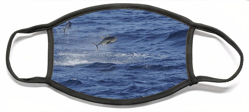 Yellowfin Face Mask featuring the photograph Two Jumping Yellowfin Tuna by Bradford Martin