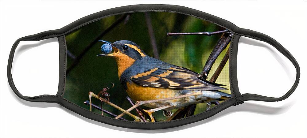 Animal Face Mask featuring the photograph Varied Thrush by Ron Sanford