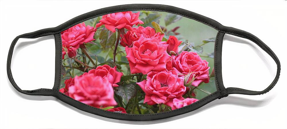 Roses Face Mask featuring the photograph Victorian Rose Garden by Carol Groenen