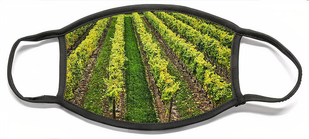 Row Face Mask featuring the photograph Vineyard by Elena Elisseeva