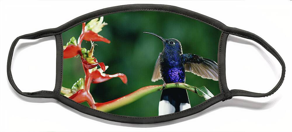 Mp Face Mask featuring the photograph Violet Sabre-wing Hummingbird by Michael and Patricia Fogden