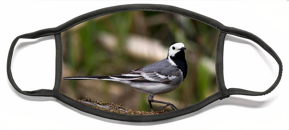 Wagtail's Step Face Mask featuring the photograph Wagtail's step by Torbjorn Swenelius