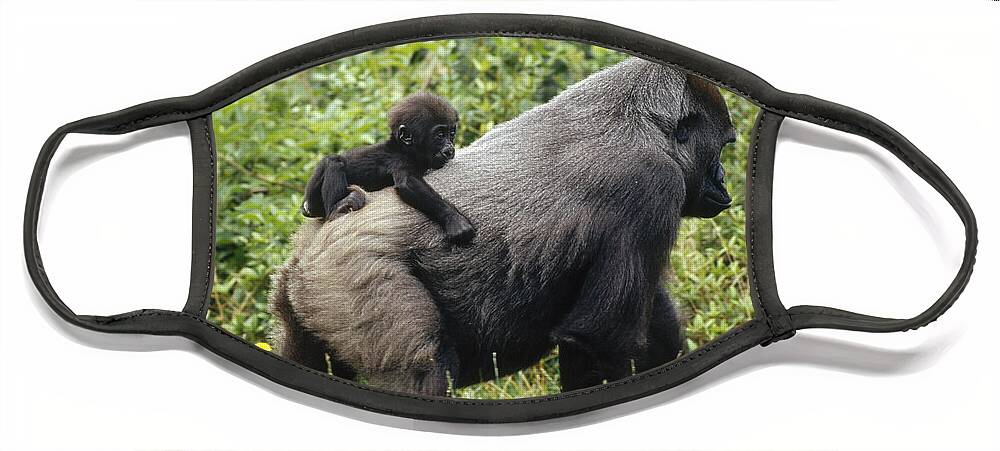 00193070 Face Mask featuring the photograph Western Lowland Gorilla and Baby by Konrad Wothe