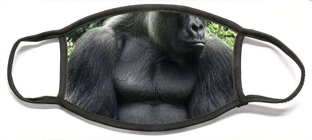 Feb0514 Face Mask featuring the photograph Western Lowland Gorilla Male by Konrad Wothe