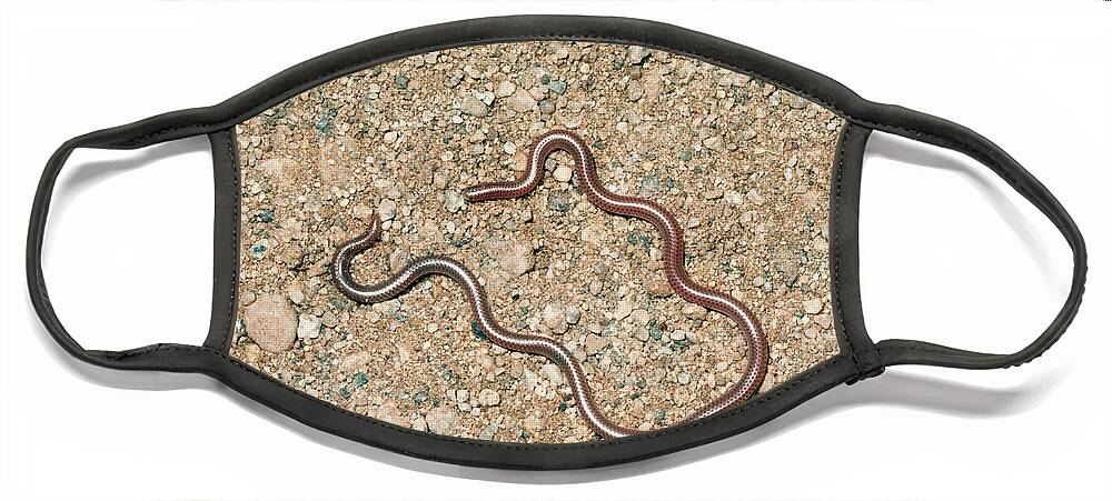Animal Face Mask featuring the photograph Western Slender Blind Snake by Gerald C. Kelley