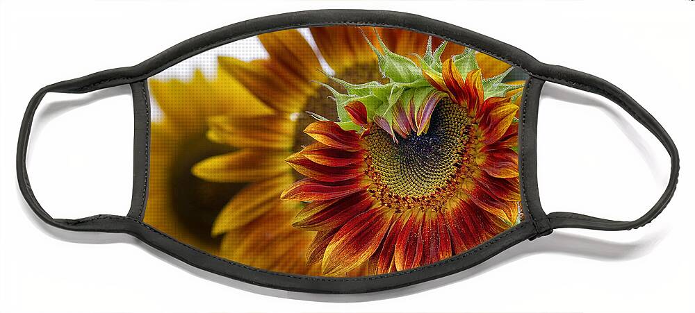 Summer Face Mask featuring the photograph Wheels within Wheels by Shirley Mitchell