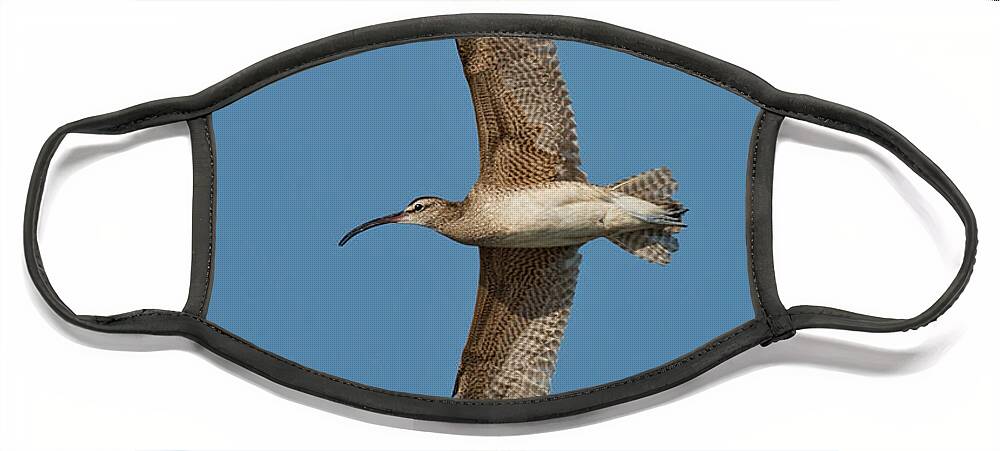 Fauna Face Mask featuring the photograph Whimbrel In Flight by Anthony Mercieca