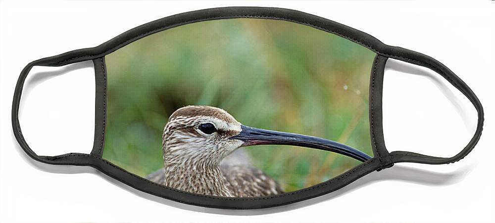 Feb0514 Face Mask featuring the photograph Whimbrel Nesting On Tundra Portrait by Michael Quinton