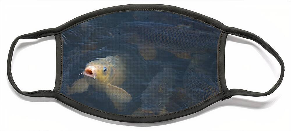 Fish Face Mask featuring the photograph White carp in the lake by Flees Photos