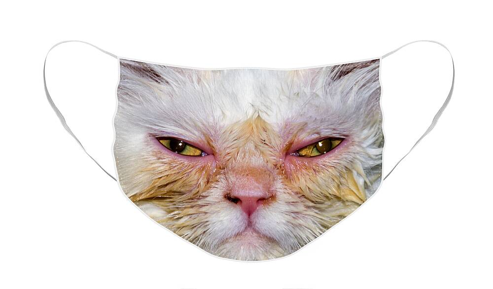 Scary Face Mask featuring the photograph Scary White Cat by Bob Slitzan