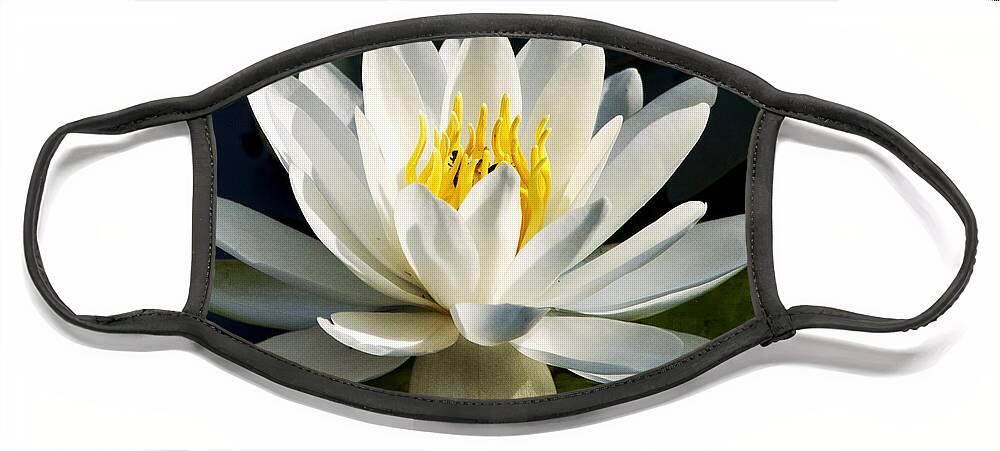 Water Lily Face Mask featuring the photograph White Water Lily by Christina Rollo