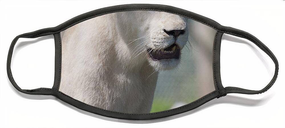 Animals Face Mask featuring the photograph White lion by Steven Ralser