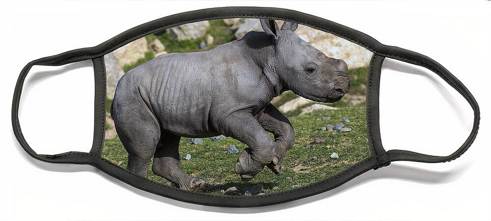 Feb0514 Face Mask featuring the photograph White Rhinoceros Calf Running by San Diego Zoo