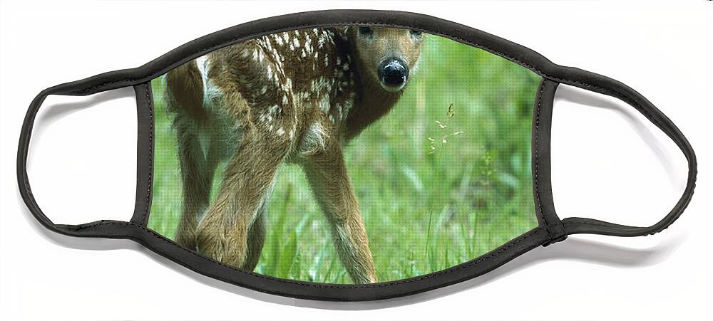 Feb0514 Face Mask featuring the photograph White-tailed Deer Fawn Meadow by Konrad Wothe