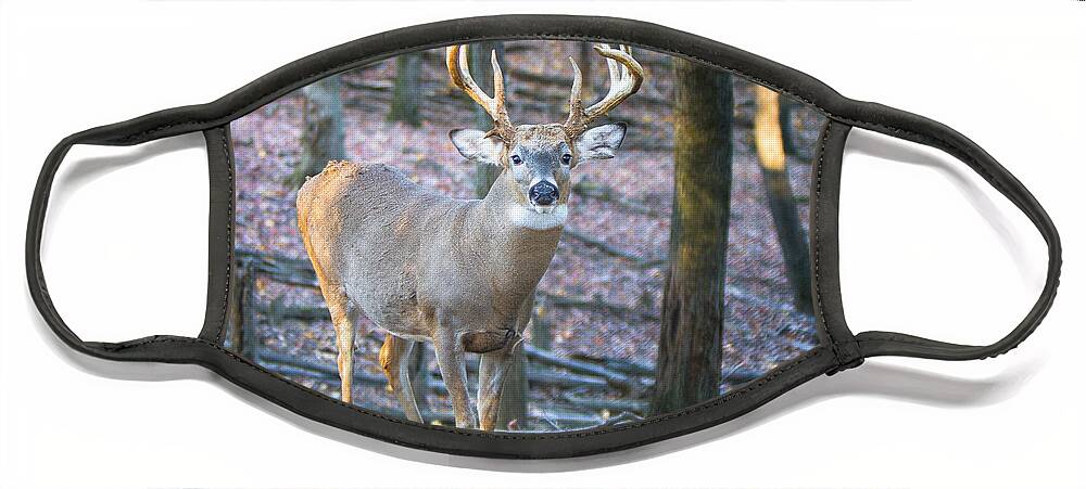 Big Game Face Mask featuring the photograph Whitetail Buck by Ronald Lutz