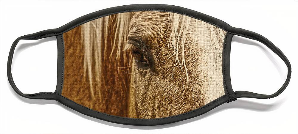 Palomino Horse Face Mask featuring the photograph Wickenburg's Palomino Gold by Amanda Smith