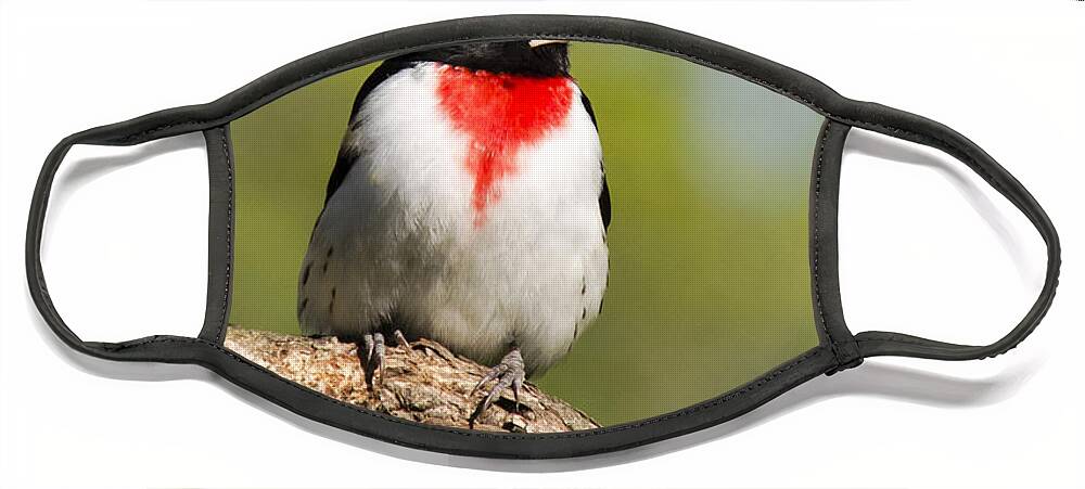 Bird Face Mask featuring the photograph Male Rose Breasted Grosbeak by Christina Rollo