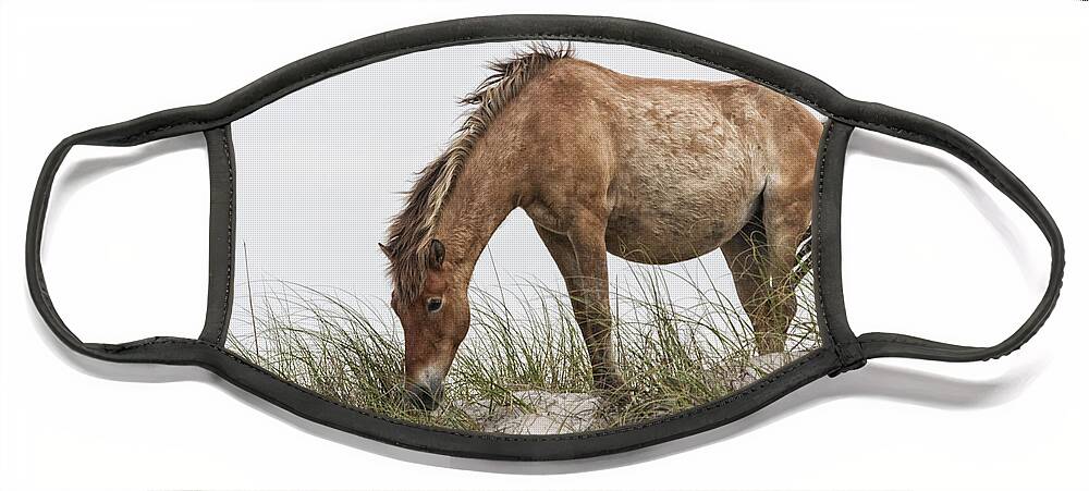 Wild Face Mask featuring the photograph Wild Horse Mare on Sand Dune by Bob Decker