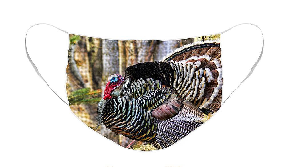 Wild Turkey Face Mask featuring the photograph Wild Turkey by Gary Beeler