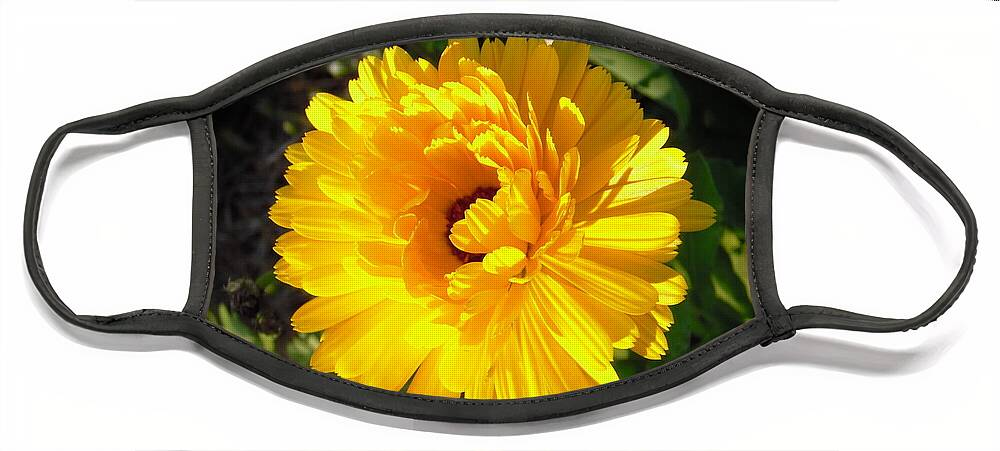 Colonial Williamsburg Plays Host To Thousands Of Beautiful Flowers And This Bloom Is No Exception. The Calendula Or Pot Marigold Was Raised Not Only For Its Beauty Face Mask featuring the photograph Williamsburg Sunshine Calendula by Nicole Angell