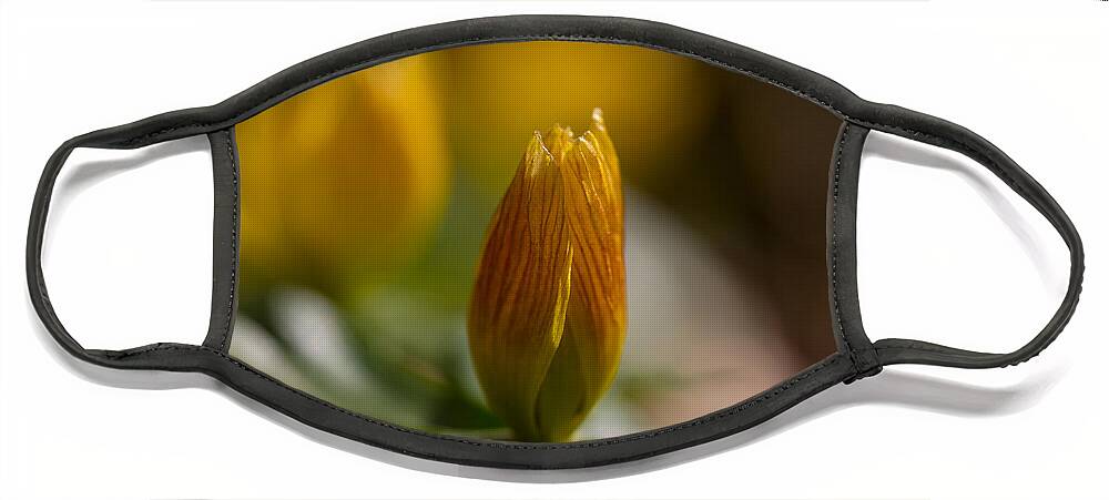 Winter Aconite Face Mask featuring the photograph Winter Aconite by Andreas Levi