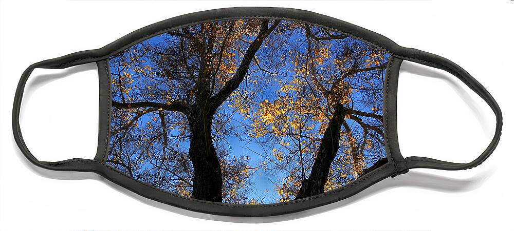 Trees Face Mask featuring the photograph Winter Approaching by Derek Dean