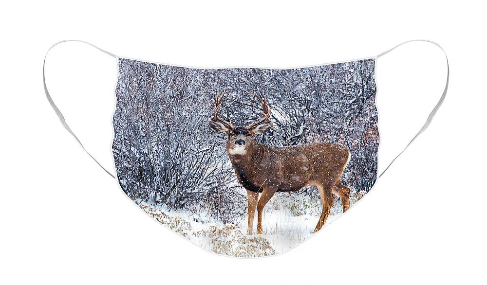  River Face Mask featuring the photograph Winter Buck by Darren White