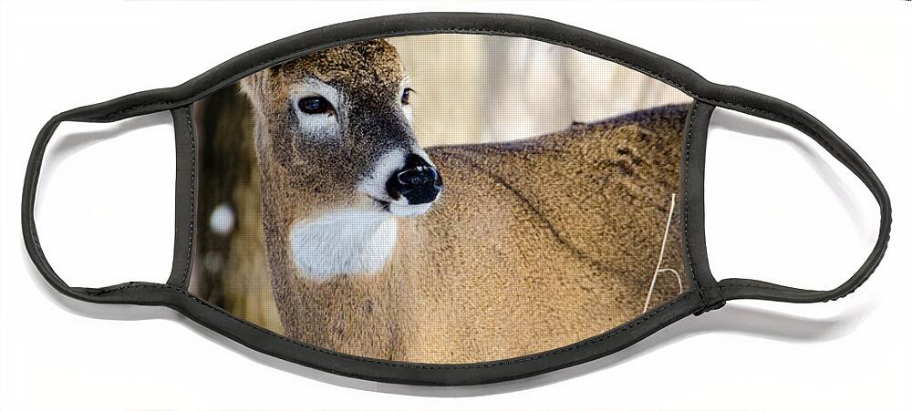 Deer Face Mask featuring the photograph Winter Buck by Steven Santamour