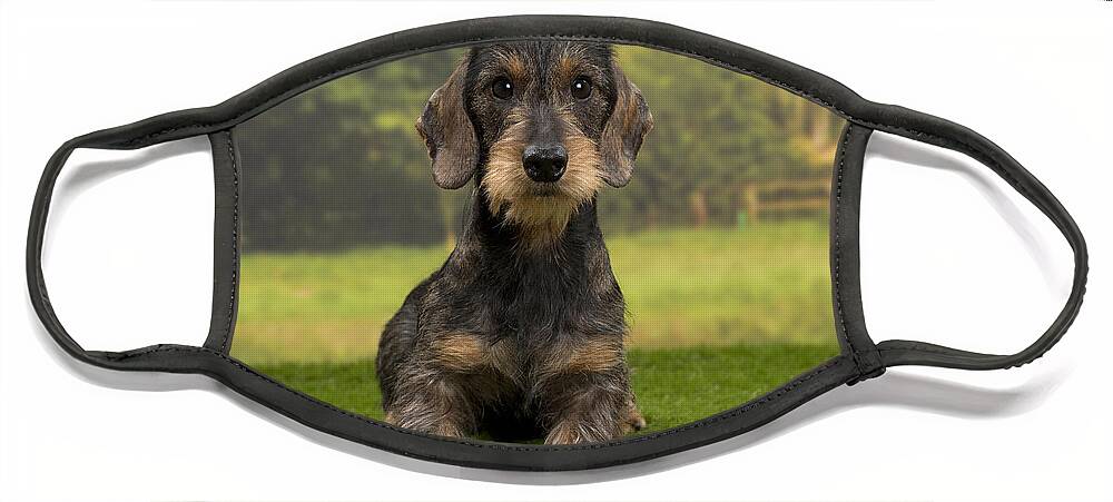 Dachshund Face Mask featuring the photograph Wirehaired Dachshund by Jean-Michel Labat