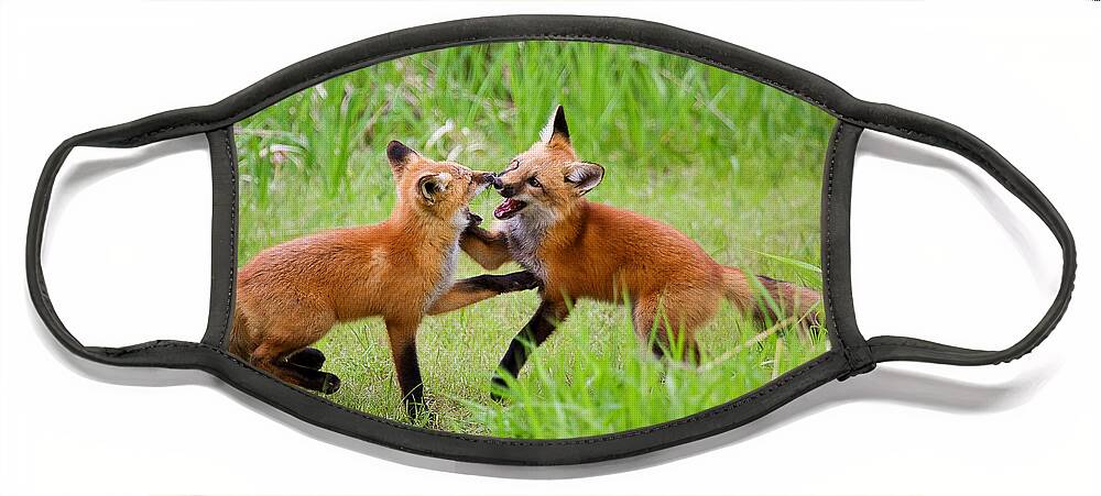 Kit Fox Photograph Face Mask featuring the photograph With Kit Gloves by Jim Garrison