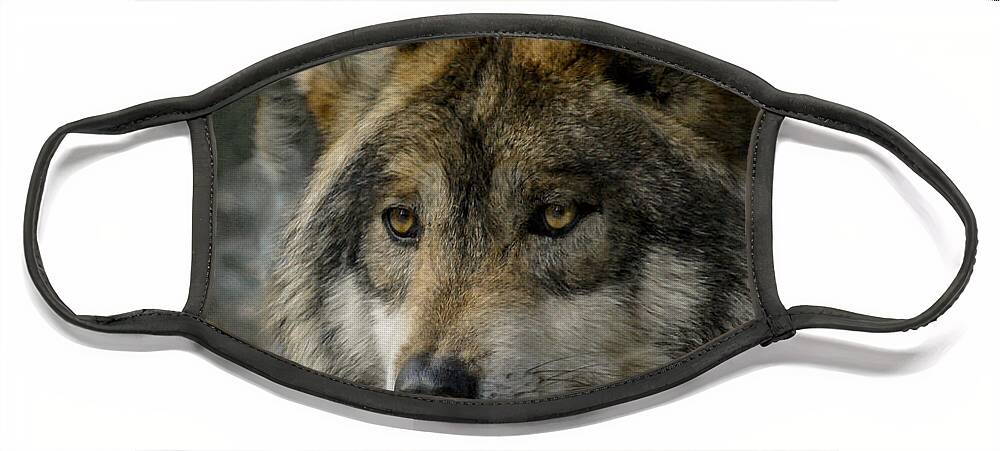 Wolf Face Mask featuring the photograph Wolf upclose 2 by Ernest Echols