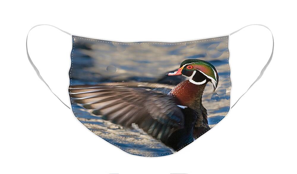 Wood Face Mask featuring the photograph Wood Duck by Ronald Lutz