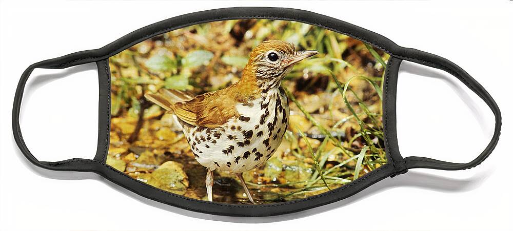 Animal Face Mask featuring the photograph Wood Thrush Hylocichla Mustelina by Peter Muhlenberg