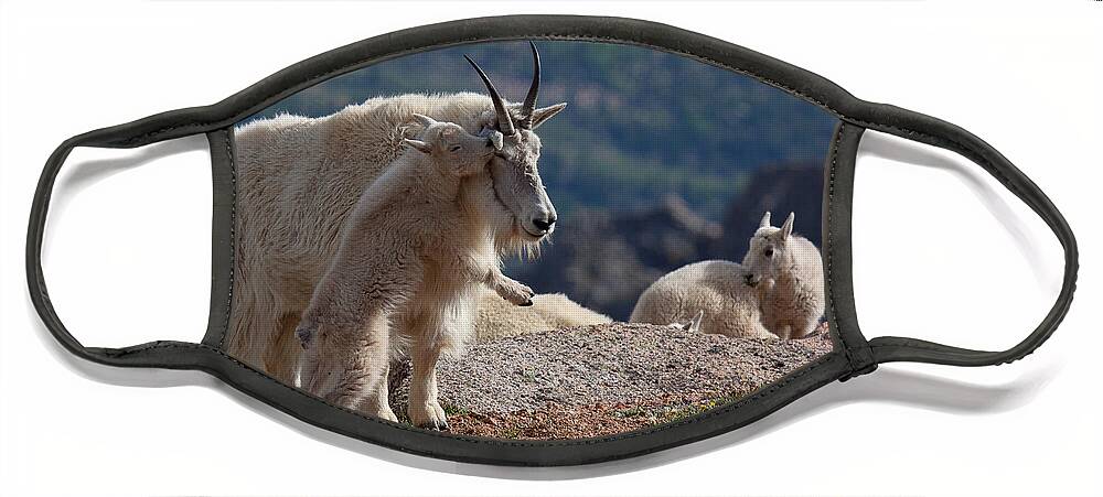 Mountain Goats; Posing; Group Photo; Baby Goat; Nature; Colorado; Crowd; Baby Goat; Mountain Goat Baby; Happy; Joy; Nature; Brothers Face Mask featuring the photograph XX's and OO's by Jim Garrison