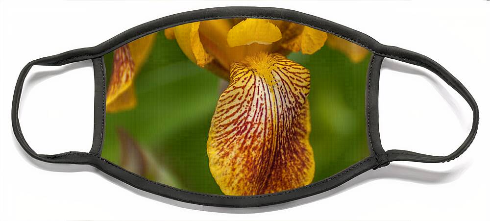 Bearded Iris Face Mask featuring the photograph Yellow Bearded Iris by Brenda Jacobs