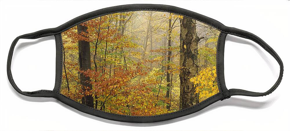 00170775 Face Mask featuring the photograph Yellow Birch in Autumn Vermont by Tim Fitzharris