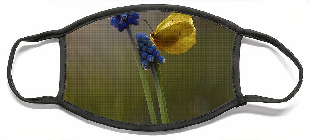 Yellow Face Mask featuring the photograph Yellow butterfly on grape hyacinths by Jaroslaw Blaminsky