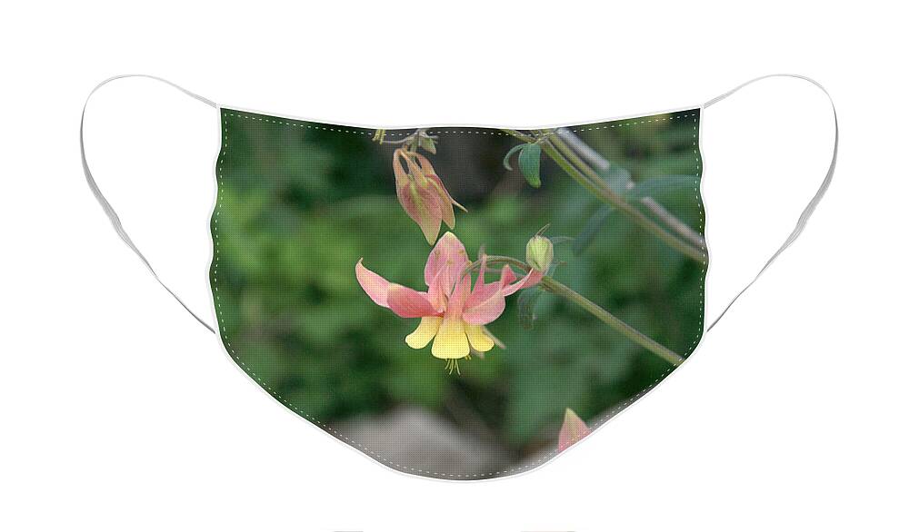Yellow Face Mask featuring the photograph Yellow Columbine 2 by Frank Madia