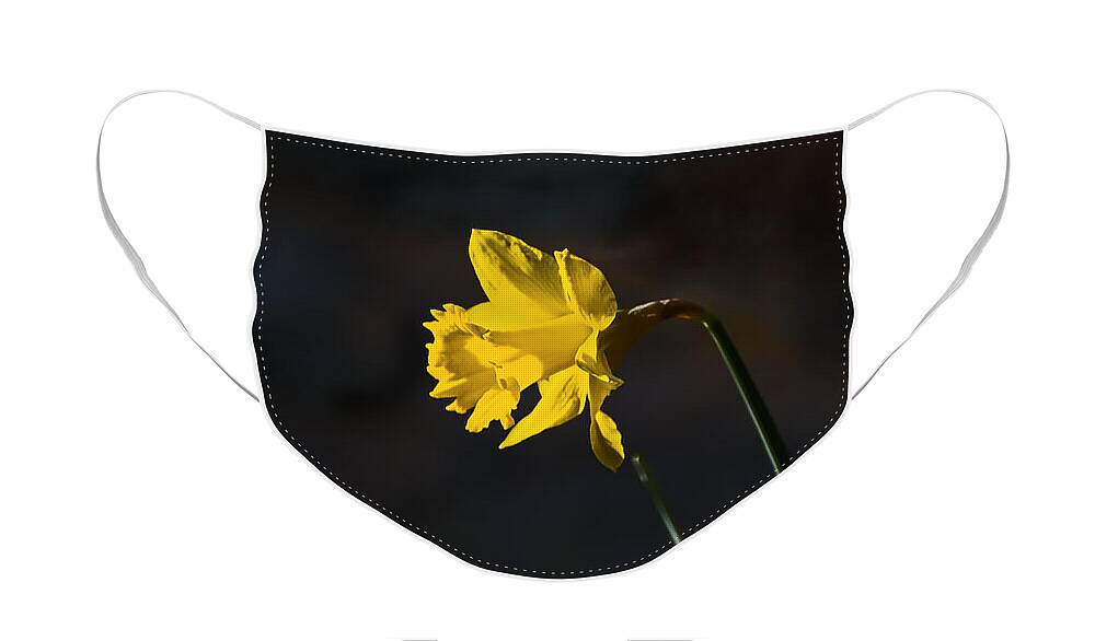 Flower Face Mask featuring the photograph Yellow Daffodil by Robert Mitchell