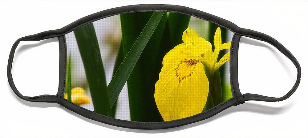 Europe Face Mask featuring the photograph Yellow iris by Roberto Pagani