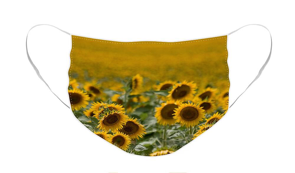Sunflower Face Mask featuring the photograph Yellow by Ronda Kimbrow