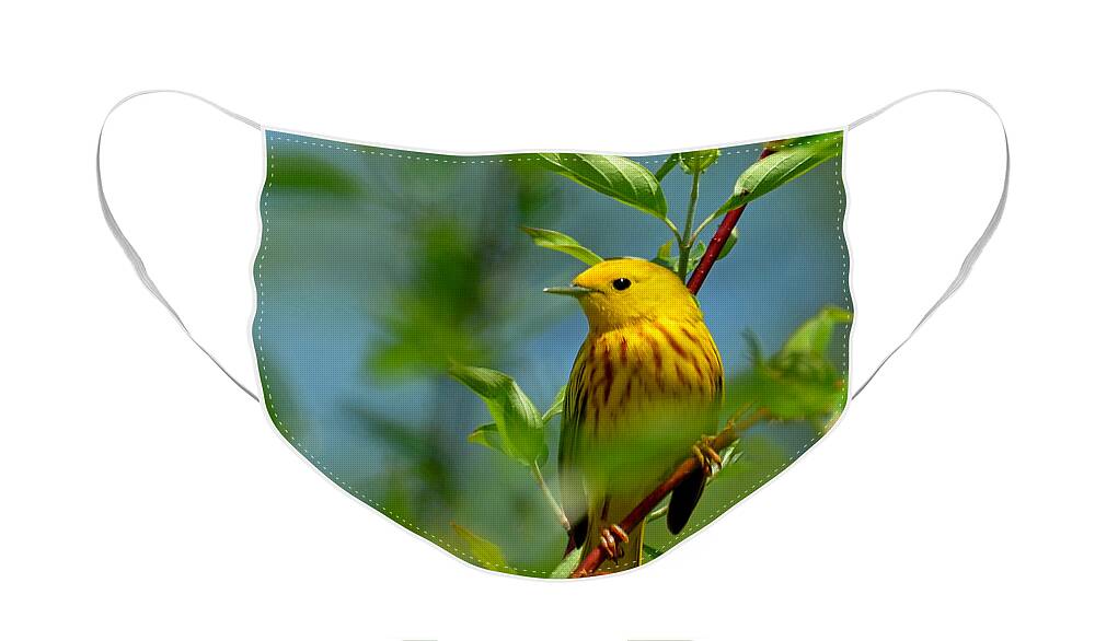 Bird Face Mask featuring the photograph Yellow Warbler by Rodney Campbell