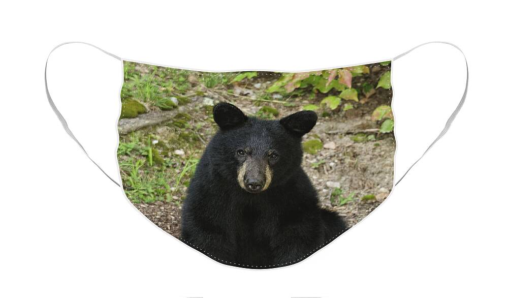 Black Bear Face Mask featuring the photograph Young Bear 1 by Lara Ellis