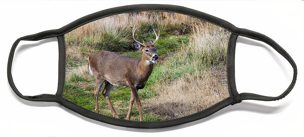 Deer Face Mask featuring the photograph Young Buck by Cathy Kovarik